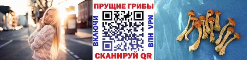 Купить где  Вологда  Псилоцибиновые грибы Psilocybine cubensis 